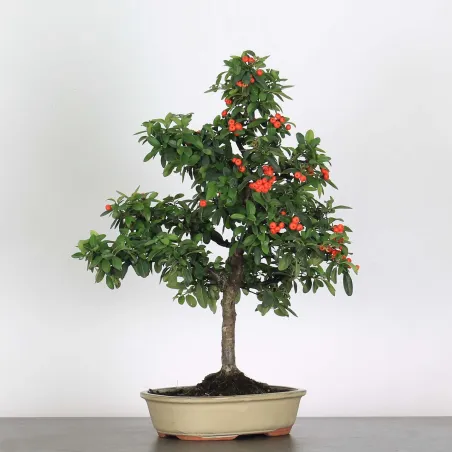 Bonsai Pyracantha