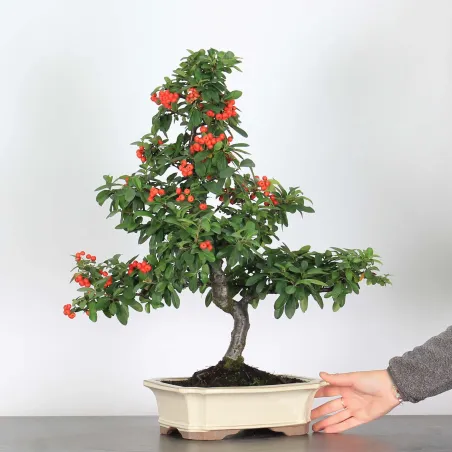 Bonsai Pyracantha