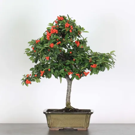 PYRACANTHA 1-7