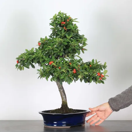 Bonsai Pyracantha