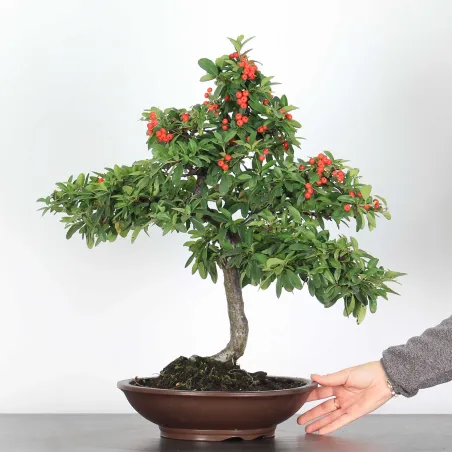 PYRACANTHA 1-10