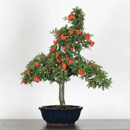 PYRACANTHA 2-2