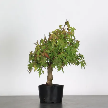 ACER PALMATUM AP 1-12