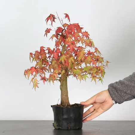 Bonsai Acer Palmatum AP-2-12