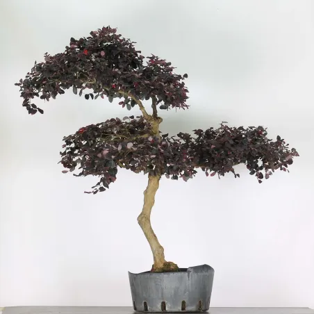 Bonsai Loropetalum