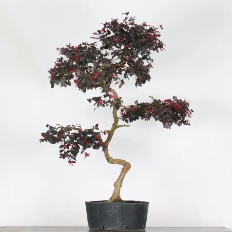 Bonsai Loropetalum