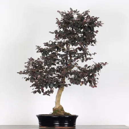 Bonsai Loropetalum