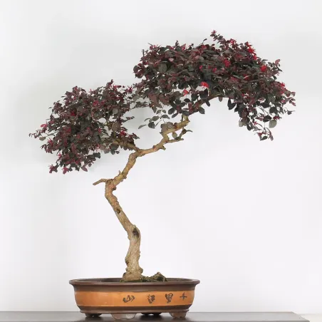 Bonsai Loropetalum