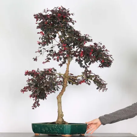 Bonsai Loropetalum