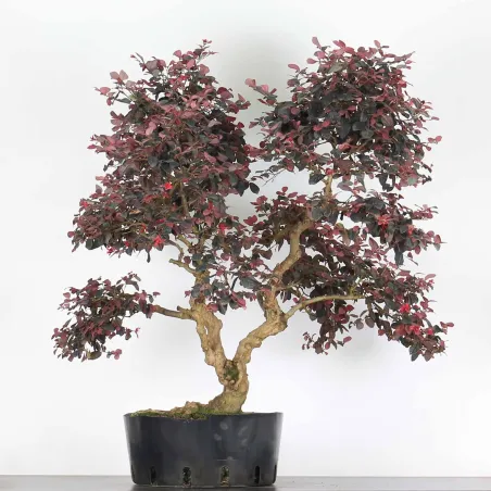 Bonsai Loropetalum