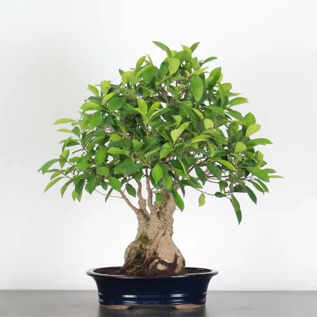 FICUS RÉTUSA 1-1