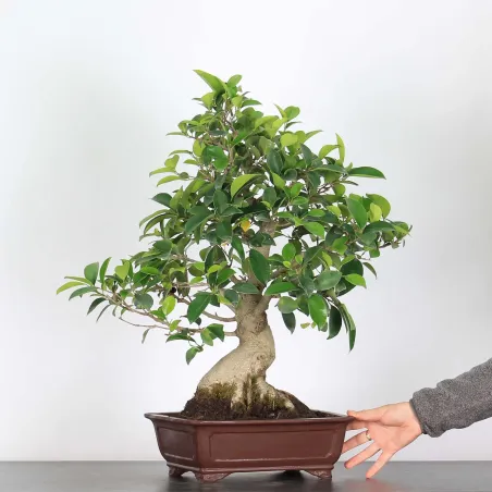 FICUS RÉTUSA 1-3