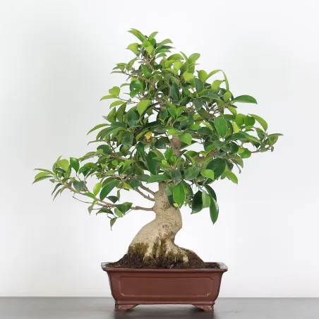 image supplémentaire - FICUS RÉTUSA 1-3