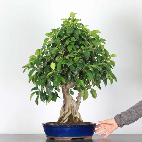 Bonsai Ficus Retusa FIR-1-4 15 ans