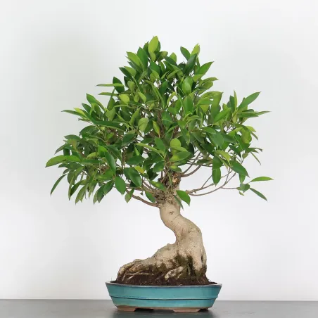 Bonsai Ficus Retusa FIR-1-5, 15 ans