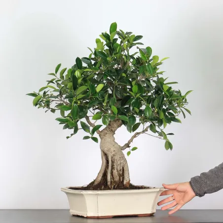 FICUS RÉTUSA 1-6