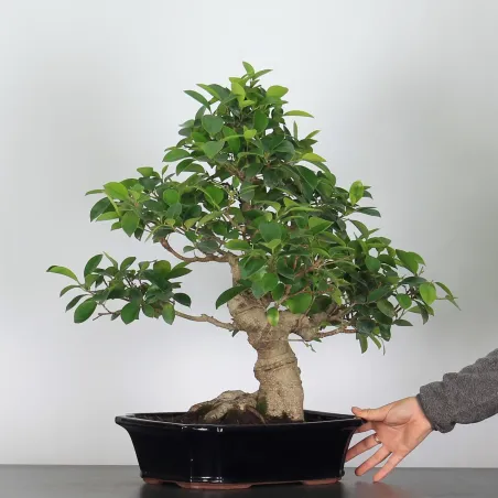 FICUS RÉTUSA 1-7