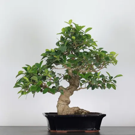 image supplémentaire - FICUS RÉTUSA 1-7