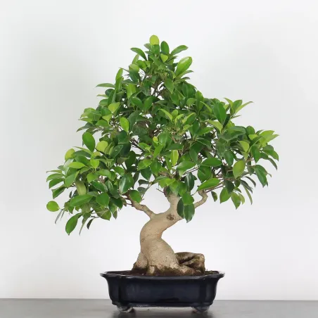 FICUS RÉTUSA 1-8