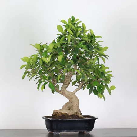 image supplémentaire - FICUS RÉTUSA 1-8