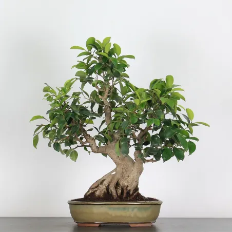 FICUS RÉTUSA 1-9