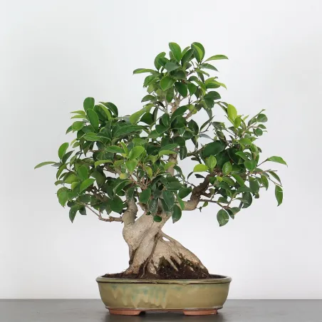 image supplémentaire - FICUS RÉTUSA 1-9