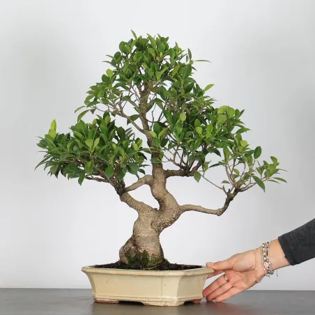 FICUS NITIDA 1-1