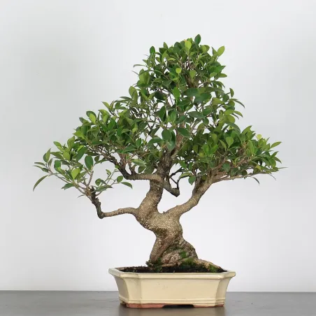 image supplémentaire - FICUS NITIDA 1-1