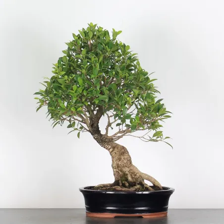 FICUS NITIDA FIN-1-4