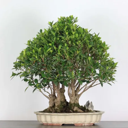 FICUS NITIDA 1-5