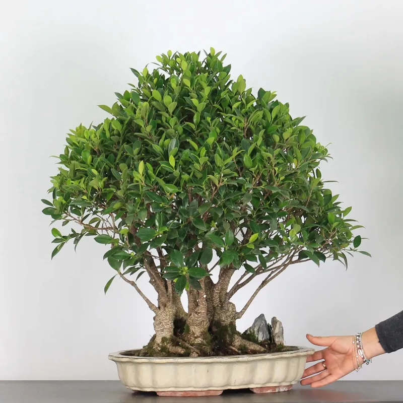 image supplémentaire - FICUS NITIDA FIN-1-5