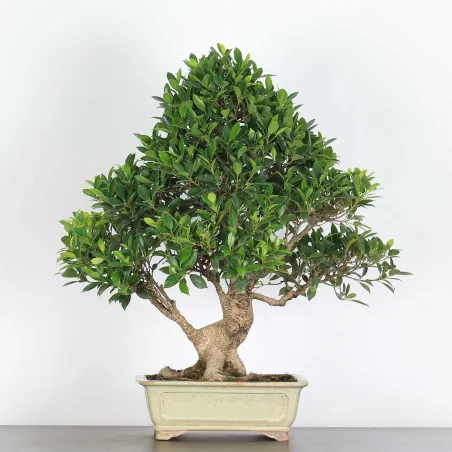 FICUS NITIDA 2-2