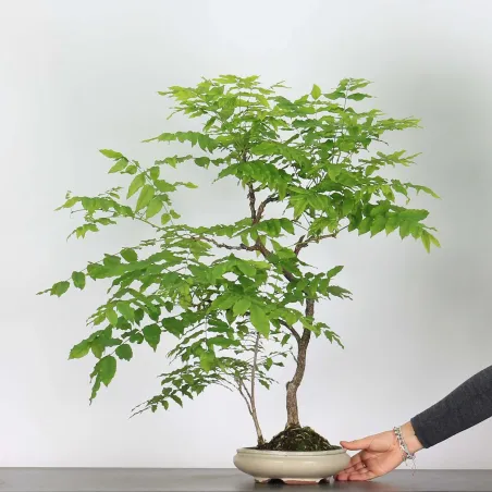 Bonsai Glycine "Wisteria Sinensis"