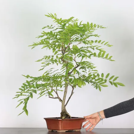 Bonsai Glycine "Wisteria Sinensis"