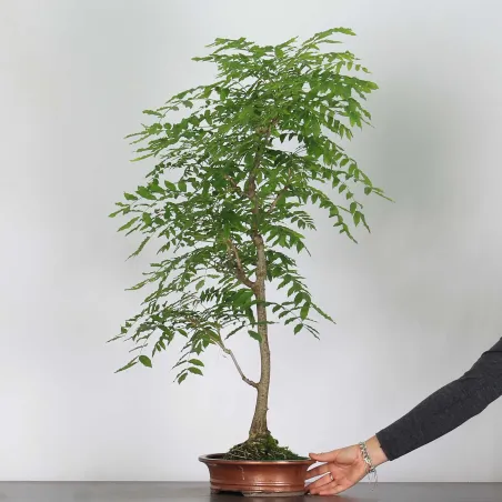 Bonsai Glycine "Wisteria Sinensis"