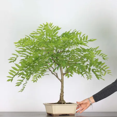 Bonsai Glycine "Wisteria Sinensis"