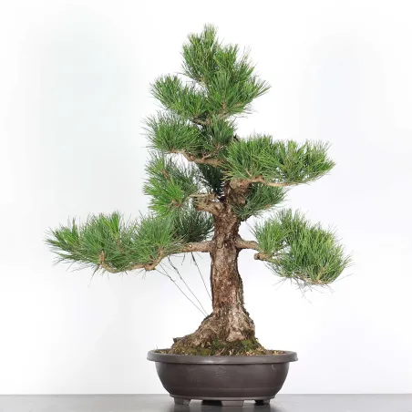 image supplémentaire - BONSAI PINUS THUNBERGII 2-2