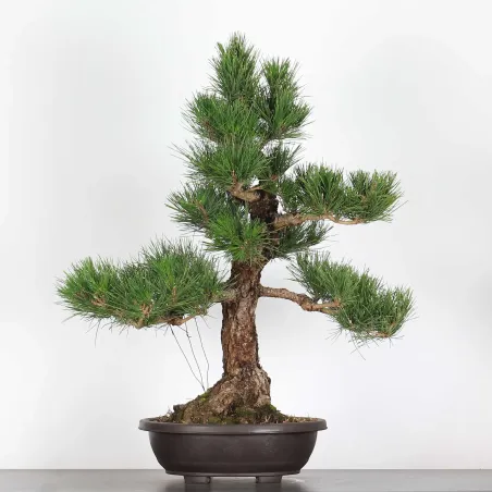 BONSAI PINUS THUNBERGII 2-2