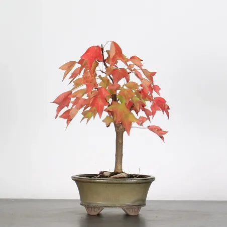 ACER BUERGERIANUM 1-2