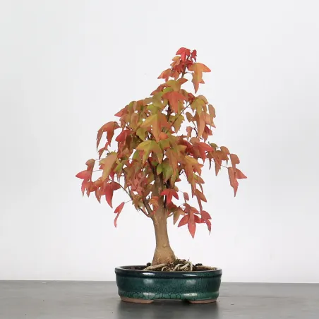 Bonsai Erable Burger Shohin 1-3