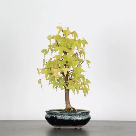 Bonsai Erable Burger Shohin ABS-1-5