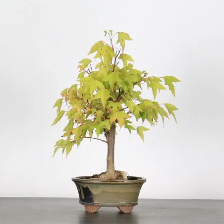 ACER BUERGERIANUM 1-6