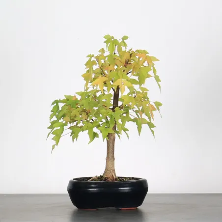 Bonsai Erable Burger Shohin-1-8