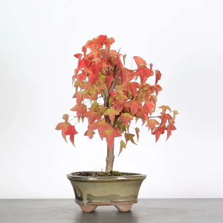 ACER BUERGERIANUM 1-9