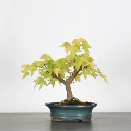 Bonsai Erable Burger Shohin 1-10