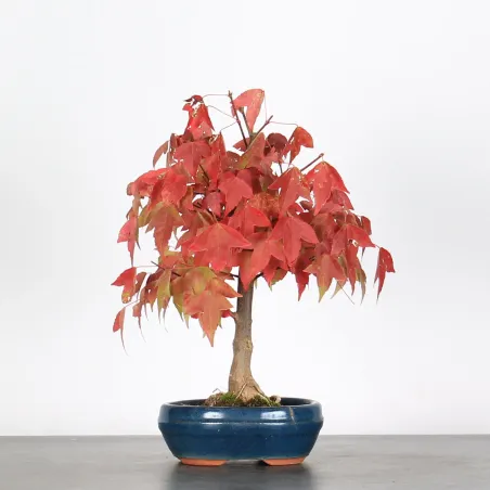 ACER BUERGERIANUM 1-11