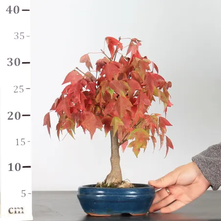 image supplémentaire - ACER BUERGERIANUM 1-11