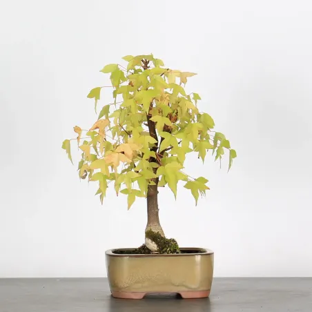 ACER BUERGERIANUM 1-13