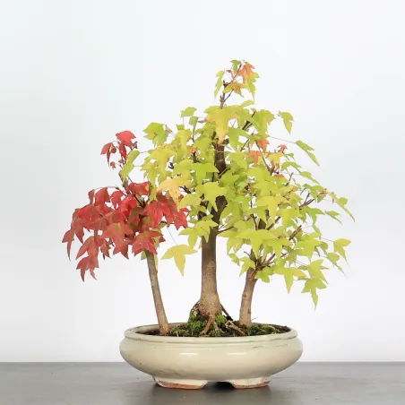 ACER BUERGERIANUM 1-16