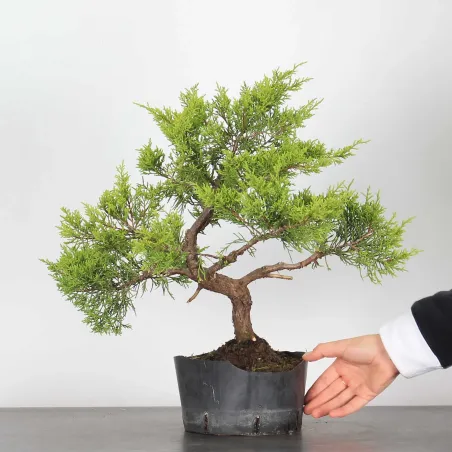 Bonsai Genévrier de Chine